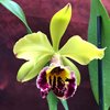 Blc. Powela Dawn 'Exotics Tiger' AMAOS2